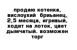 продаю котенка, вислоухий  бриьанец, 2,5 месяца, игривый, ходит на лоток, цвет дымчатый. возможен торг